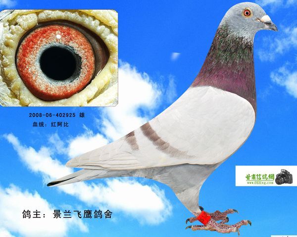 甘肃信鸽网-甘肃好鸽-甘肃冠军鸽