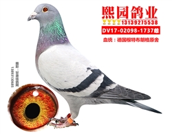 熙园鸽舍-甘肃信鸽网