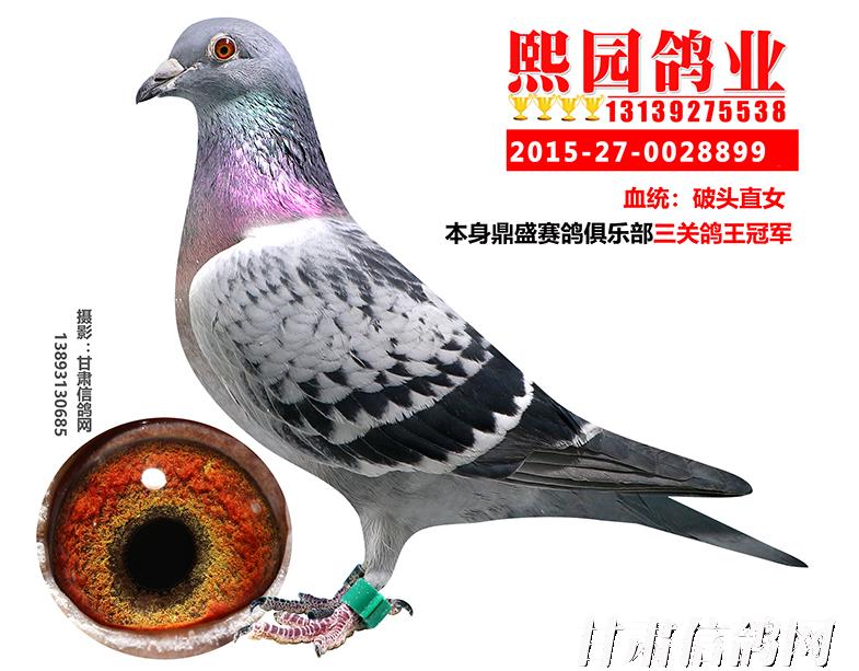 甘肃信鸽网-甘肃好鸽-甘肃冠军鸽