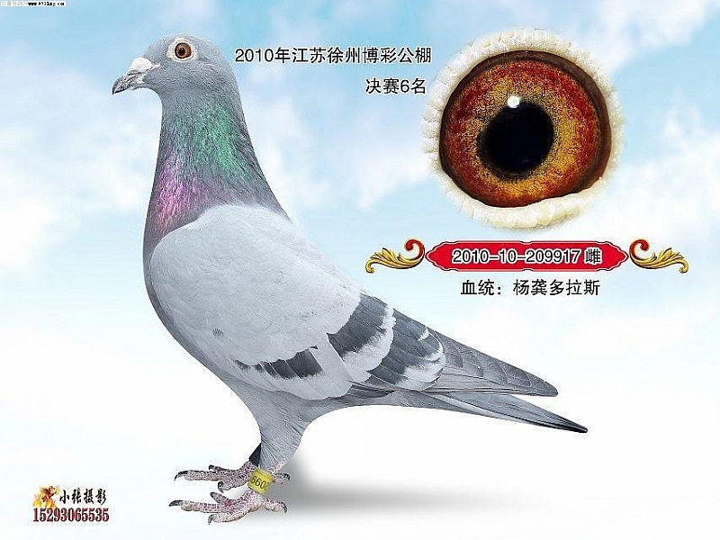 2010-10-209917   举报 2010-10-209917  雌  做育  别名 杨龚多拉斯