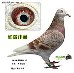 詹森红狐