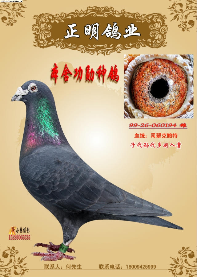 好鸽展示 雄  做育  别名 功勋种鸽  血统 司翠克鲍特  分类 种鸽