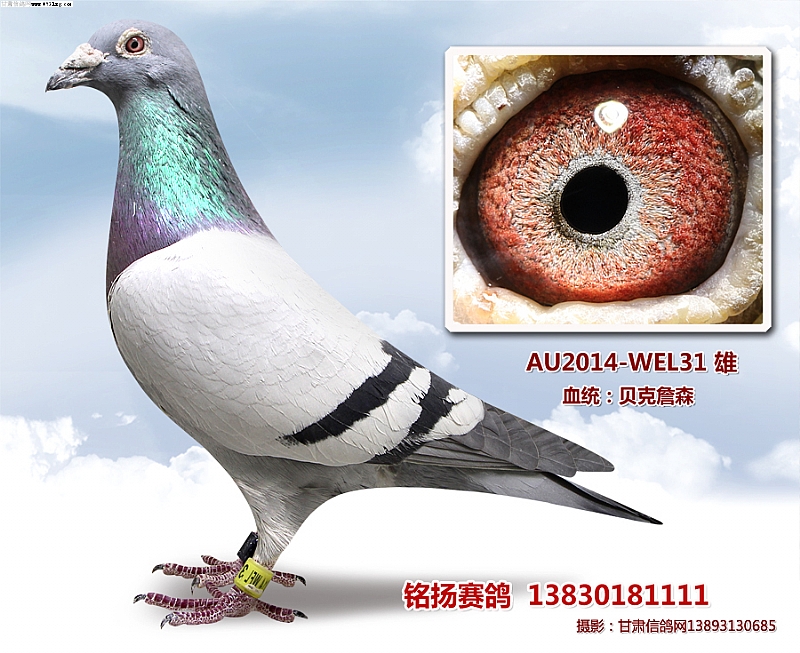 雄  做育  别名 贝克詹森el31  血统 贝克詹森  文章  分类 种鸽