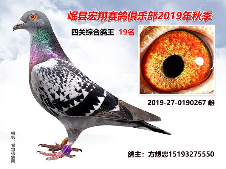 岷县宏翔赛鸽俱乐部2019年4关特比环获奖鸽