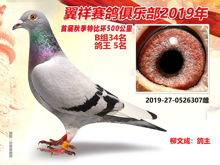 榆中县翼祥赛鸽俱乐部2019年秋季特比环获奖鸽