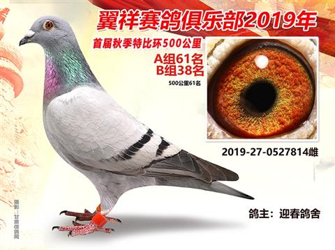 武威黑马赛鸽俱乐部300公里比赛成绩-甘肃信鸽网