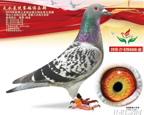 天水市莱悦赛鸽俱乐部三关鸽王大奖赛优胜鸽欣赏1-3
