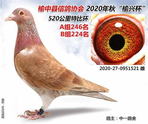 甘肃全顺翔赛鸽公棚重要通知