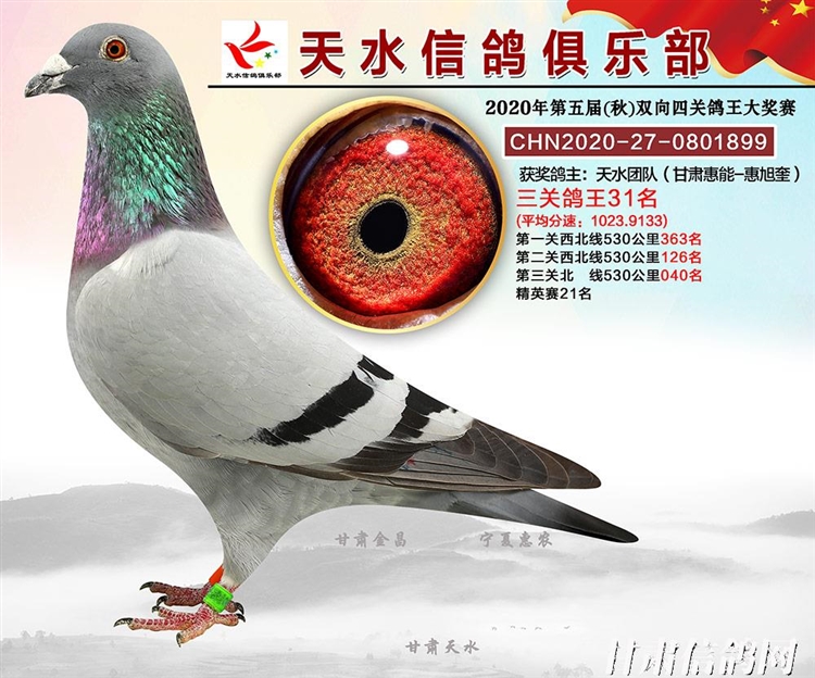 天水信鸽俱乐部2020年双向四关鸽王2650名