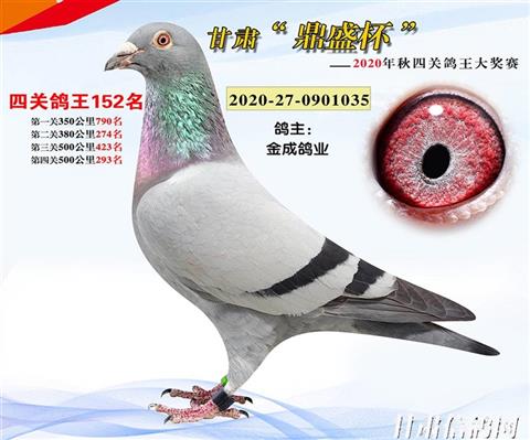 临夏市精英赛鸽俱乐部2021年秋季550公里报名赛明细
