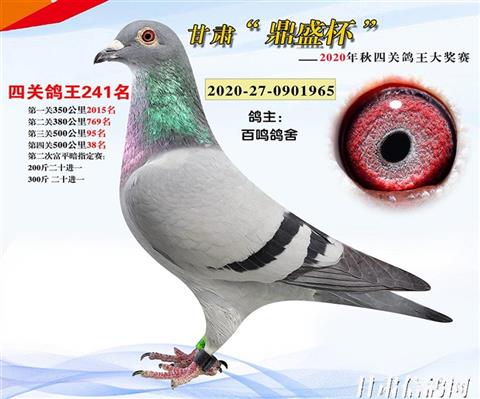 甘肃永昌县骊靬赛鸽公棚 570公里 加强赛-甘肃信鸽网