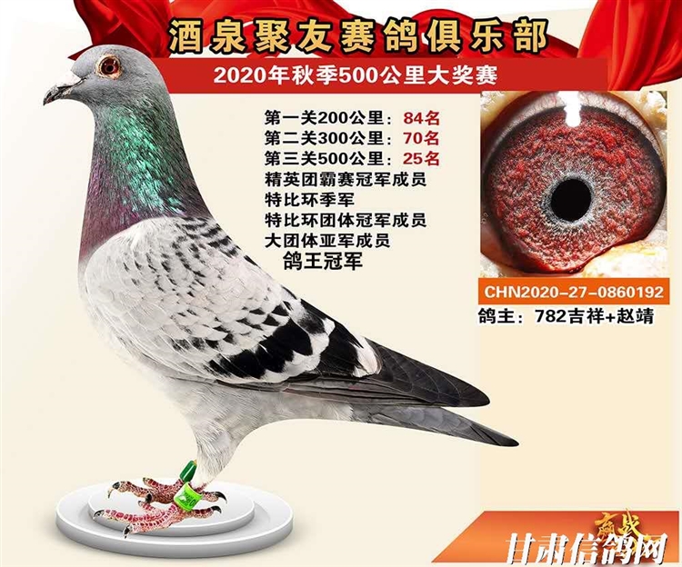 酒泉市信鸽协会(聚友赛鸽俱乐部)2020年秋赛获奖鸽照片