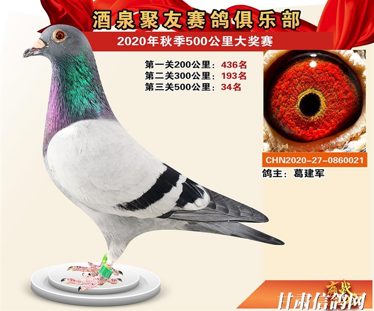 酒泉市信鸽协会(聚友赛鸽俱乐部)2020年秋赛获奖鸽照片