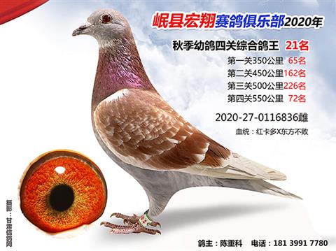 岷县宏翔赛鸽俱乐部2020年秋季四关鸽王