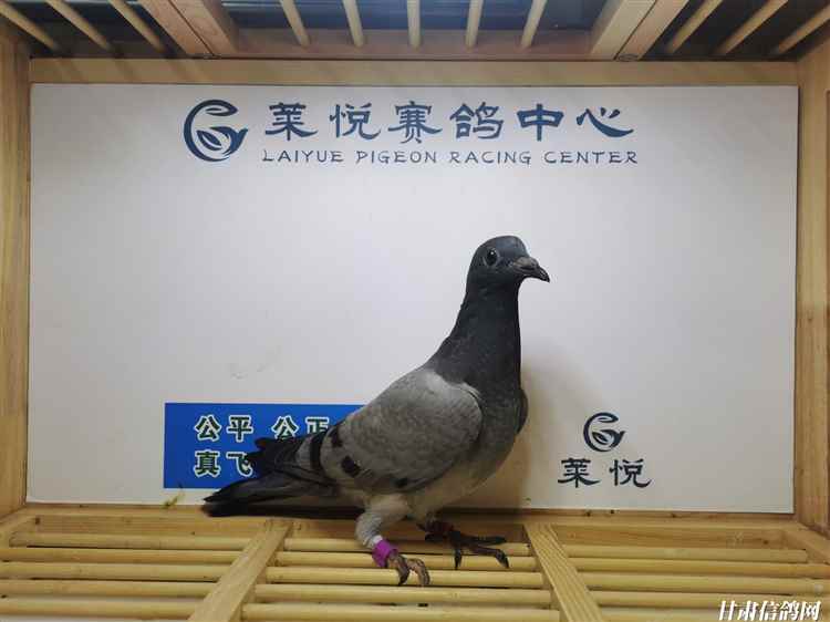 兄弟联队-喻晨瑞 甘肃庆阳 2022-27-0055631 灰庆新鸽舍-张衡 甘肃